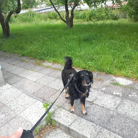 Dum V Plzni V Prirode A V Klidu Blizko Centra *